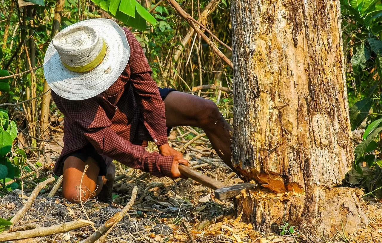Foto Ilustrasi : 2 penebang Pohon tewas di kebun milik Bupati Sukabumi Marwan Hamami (Pixabay-Josch13)