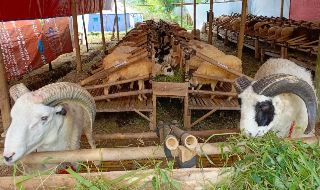 Pedagang Domba dan Sapi Kurban di Jalan Jalur Lingkar Selatan Sukabumi  (TatarMedia.ID - Rapik Utama)