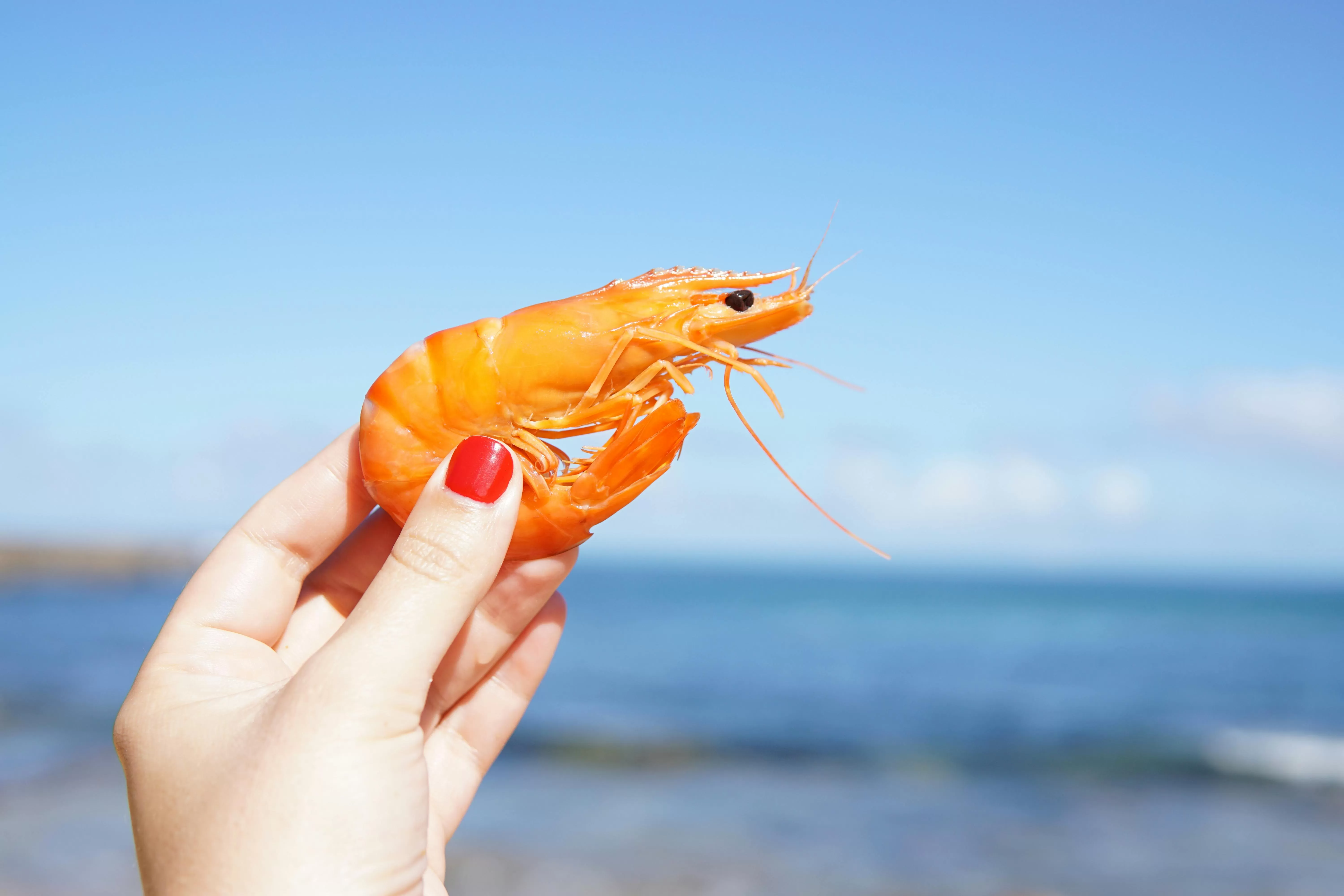 Udang (Photo by Elle Hughes: https://www.pexels.com)