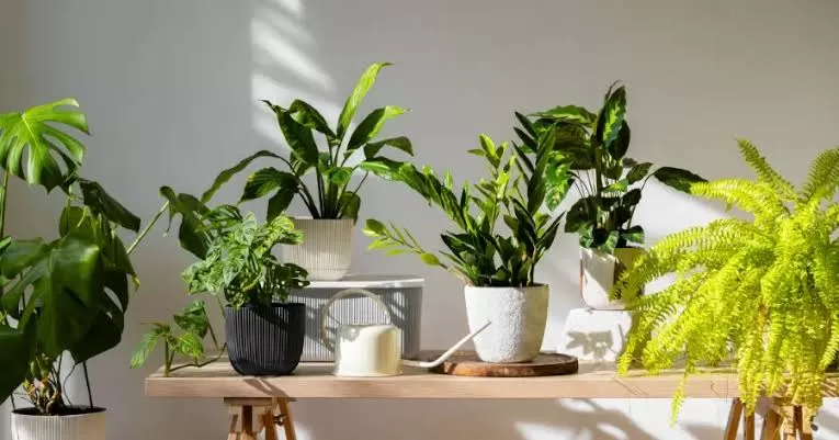 Tertarik Miliki Tanaman Hias Indoor? Tapi Bingung Cara Merawatnya? Tenang, Simak Ulasan Ini untuk Mengetahuinya. (Dwijaya Karya) (Puspitawati )