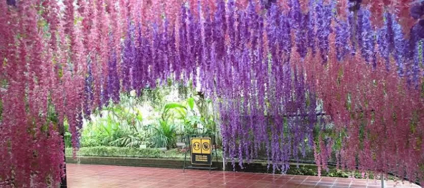 Penggemar Wisata Instagram Tentunya Jangan Lewatkan Celosia Flower Garden, yang letaknya berada di Semarang. (Nagan Tour) (Puspitawati )