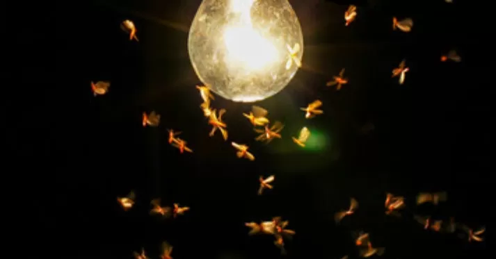 Berikut Ini Cara Mengusir Laron yang Membandalkan di Rumah Pada Musim Hujan. (Adobe Stock) (Puspitawati )