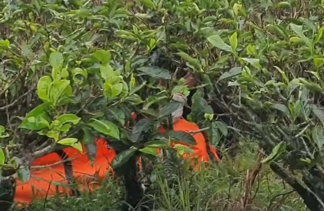 Pelaku pembunuhan Wanita di Perkebunan Teh PTPN VIII Cianjur ditangkap Polisi (Ist)