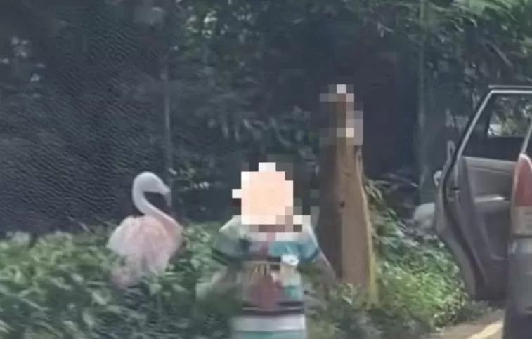 Viral pengunjung Taman Safari keluar mobil  (Puspitawati )