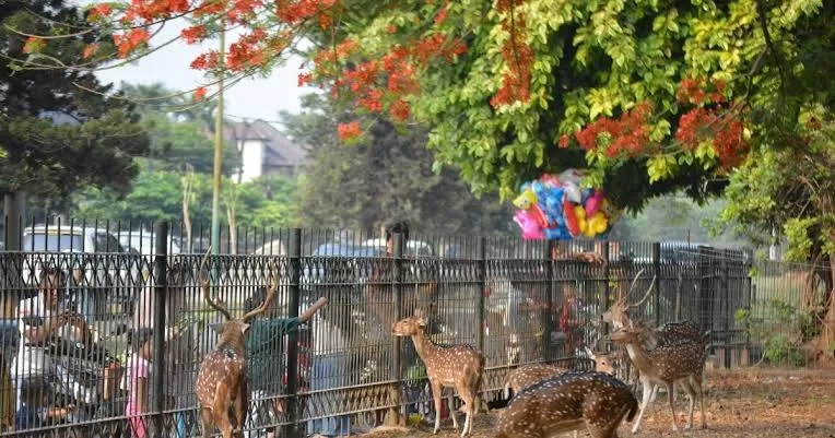 Taman Rusa Kemang Pratama (perumperindo) (Puspitawati )