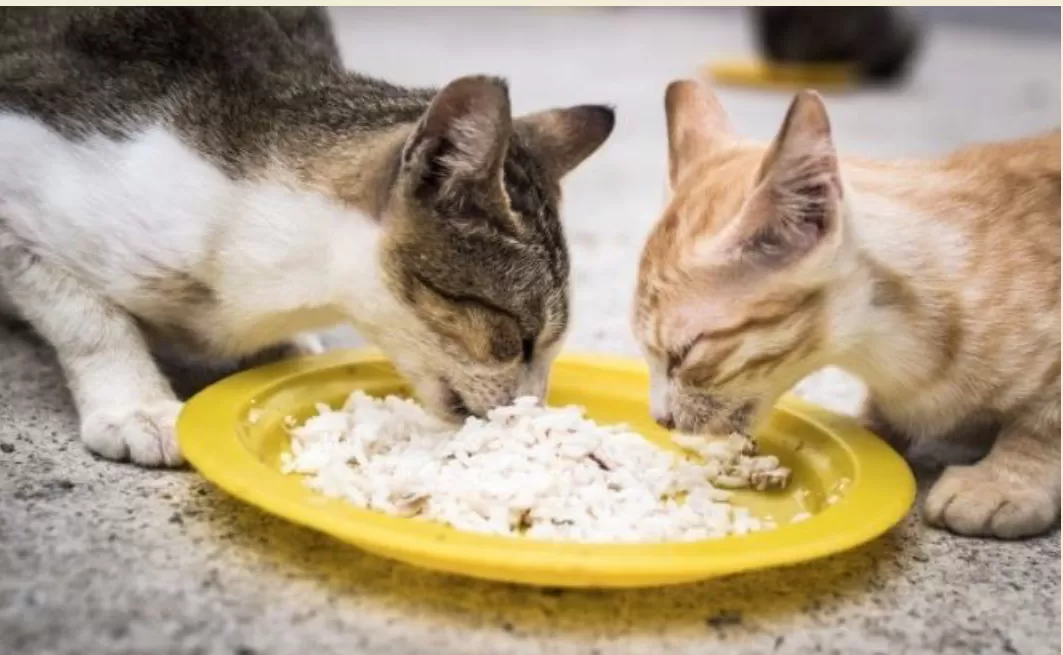 menu makan kucing sehat (kucing.go.id) (puspita)