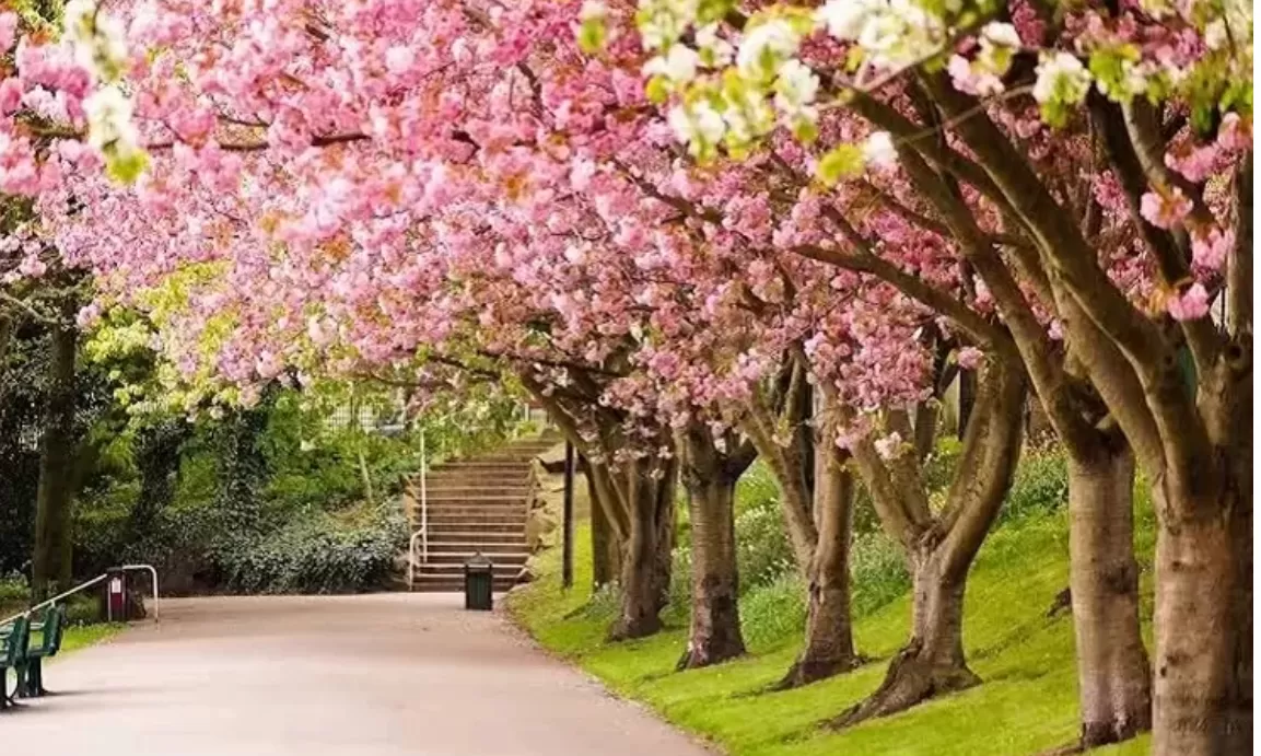 taman bunga sakura di kebun raya cibodas  (puspitawati)