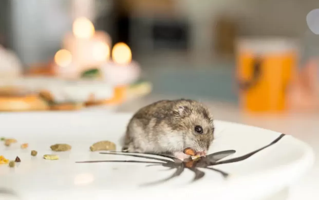 cara usir tikus di rumah dengan mudah (freepik) (puspita)