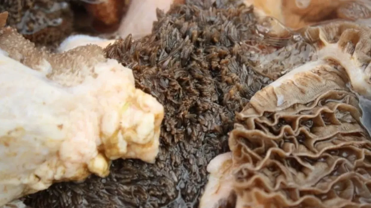 tips mengolah jeroan kambing kurban (hellosehat) (puspita)