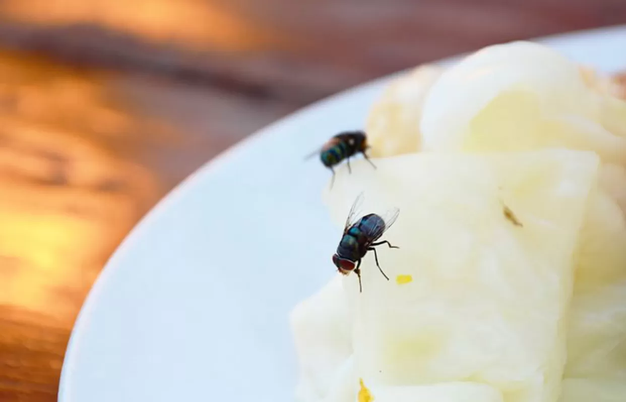 cara mudah mengusir serangga di rumah (shutterstock) (puspita )