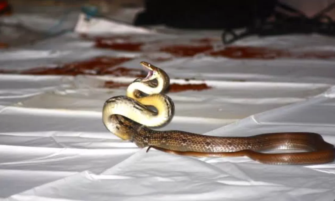 cara mengusir ular (mongabay) (puspita)