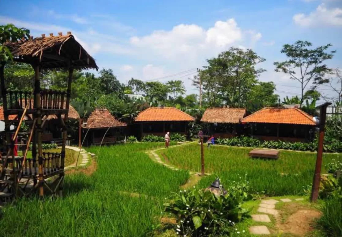 pesona sawah segar sentul (mytrip) (puspita)