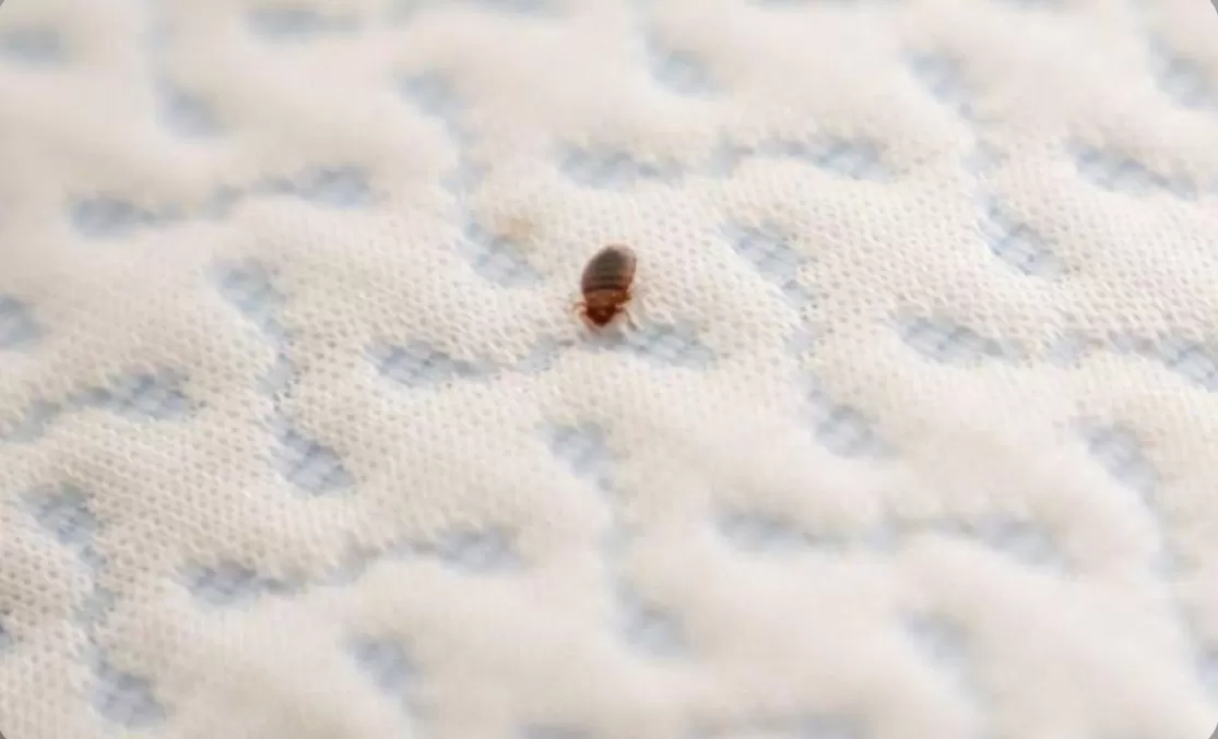 cara mengusir kutu kasur  (puspita )