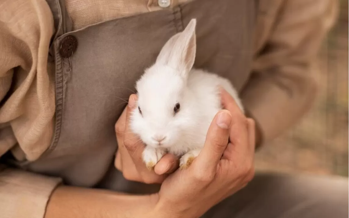 cara merawat kelinci dengan baik? ini ulasan yang tepat! (freepik) (puspita)