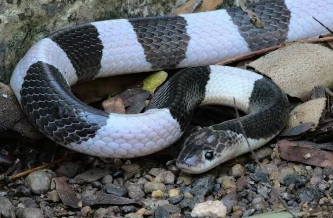 ular weling makan korban! (puspita)