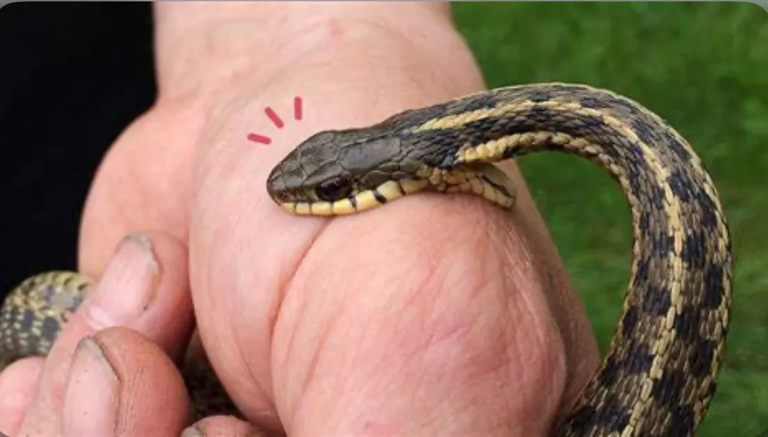 bahaya ular weling   (puspita )