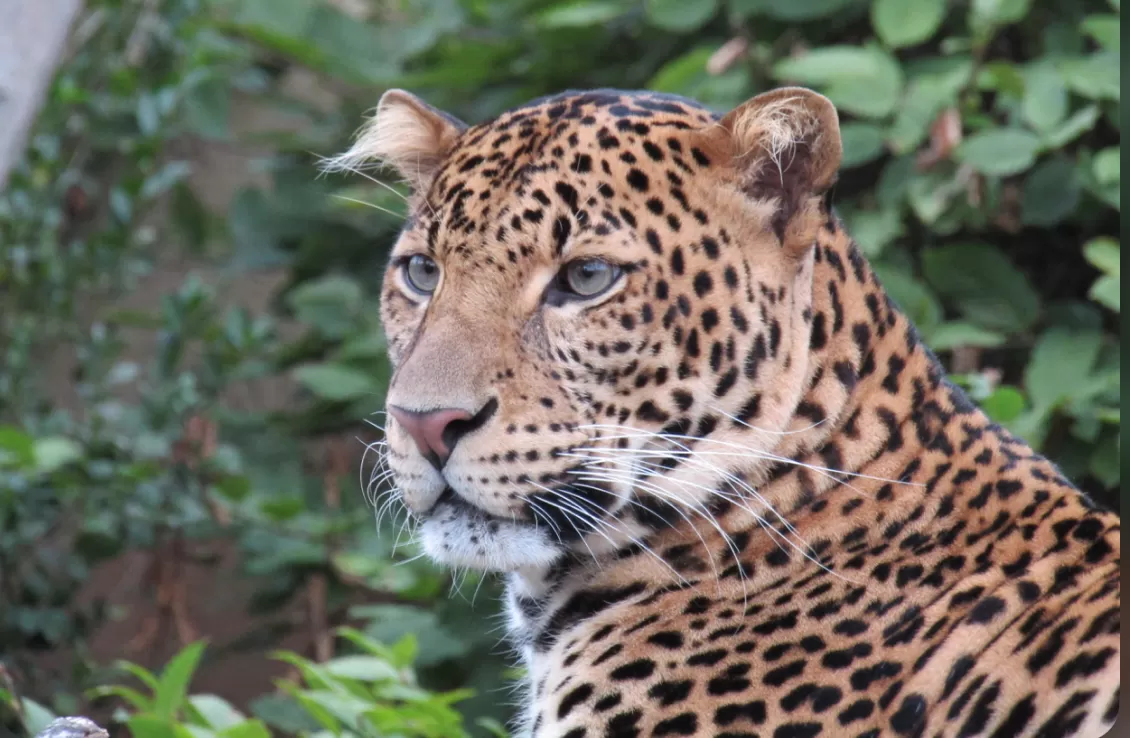 Macan Tutul Jawa (puspita)