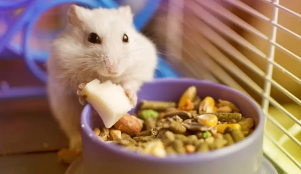 Berikut Deretan Makanan Hamster yang Boleh Dikonsumsi dan Tidak   (puspita )