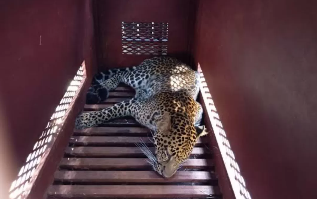 Kronologi  Macan Tutul di Hotel Anugrah Bandung (puspita)