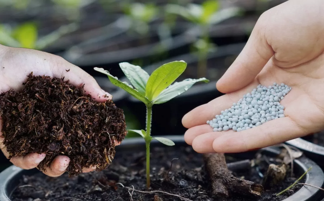 Pupuk Organik vs Pupuk Kimia (puspita)