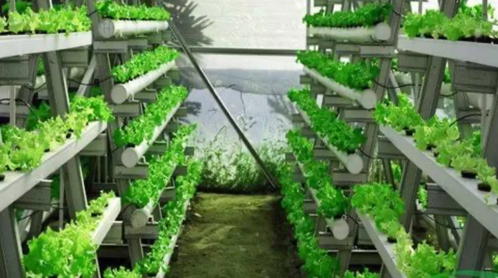 Tips berkebun di ruangan sempit (puspita )