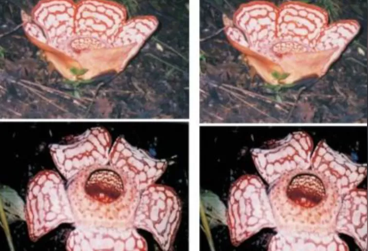 Begini Cara Melindungi Rafflesia hasseltii  (puspita )