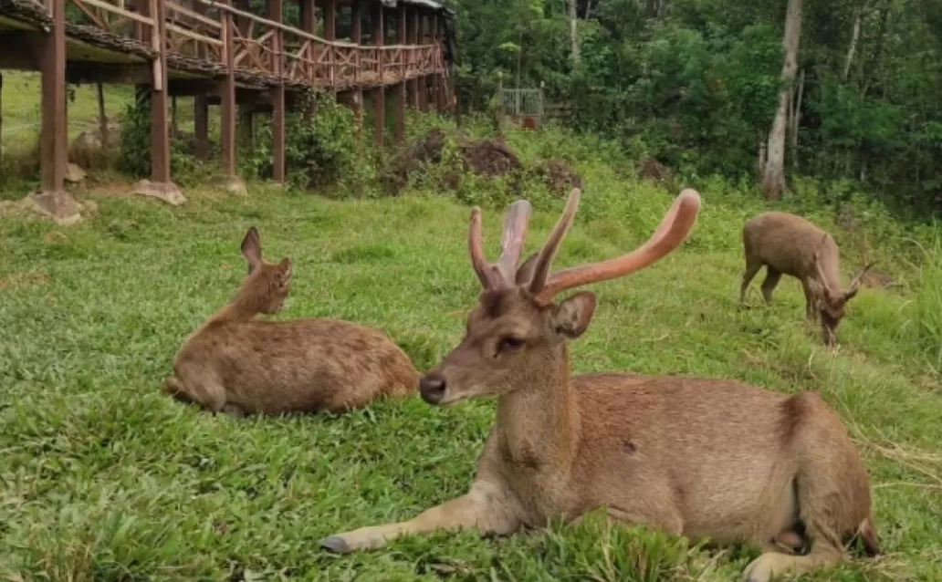 Info Penangkaran Rusa Tanjungsari di Bogor (puspita )