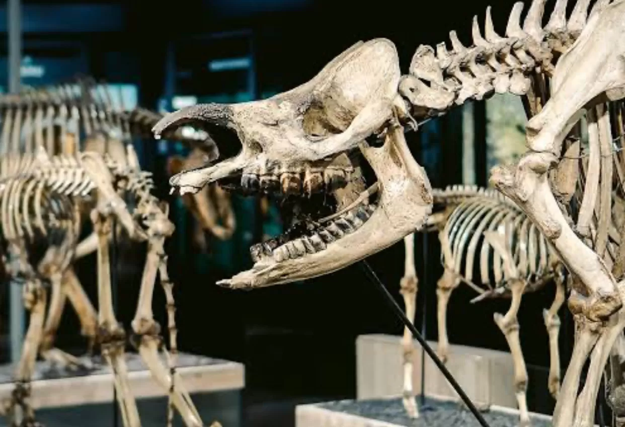 Informasi Museum Zoologi  (puspita)