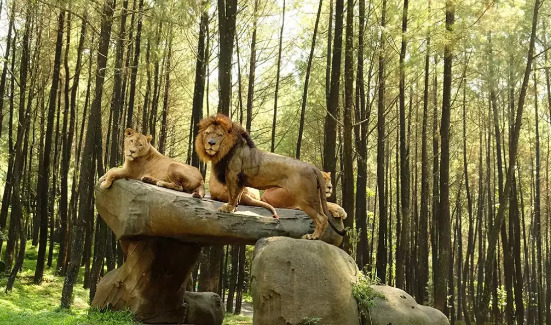 HTM Taman Safari  (puspita)