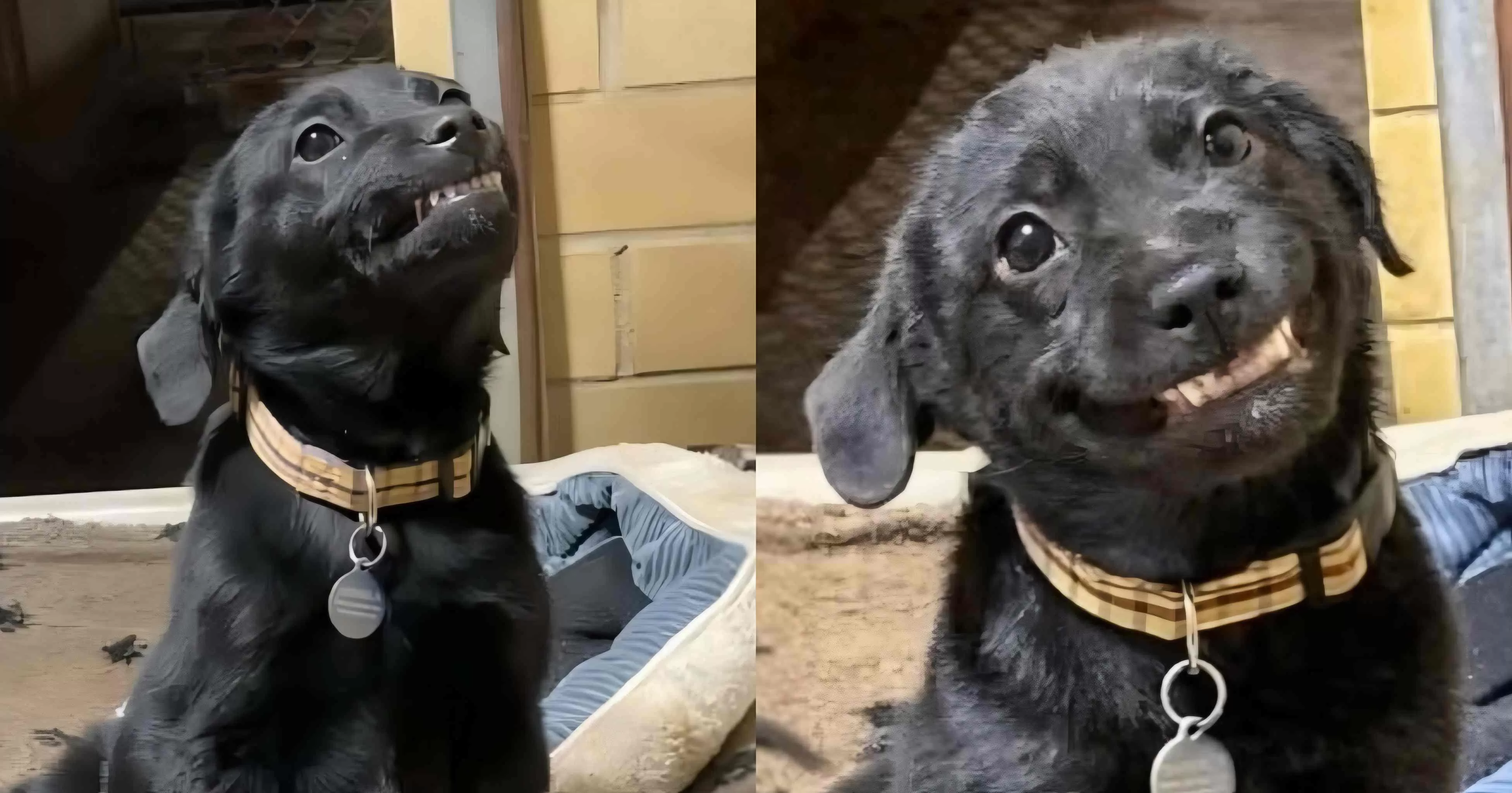 Kisah inspiratif Burreaux, seekor anjing campuran Labrador hitam di Louisiana yang berhasil mendapatkan keluarga baru setelah aksi uniknya tersenyum. Foto: Instagram/@hsnwla