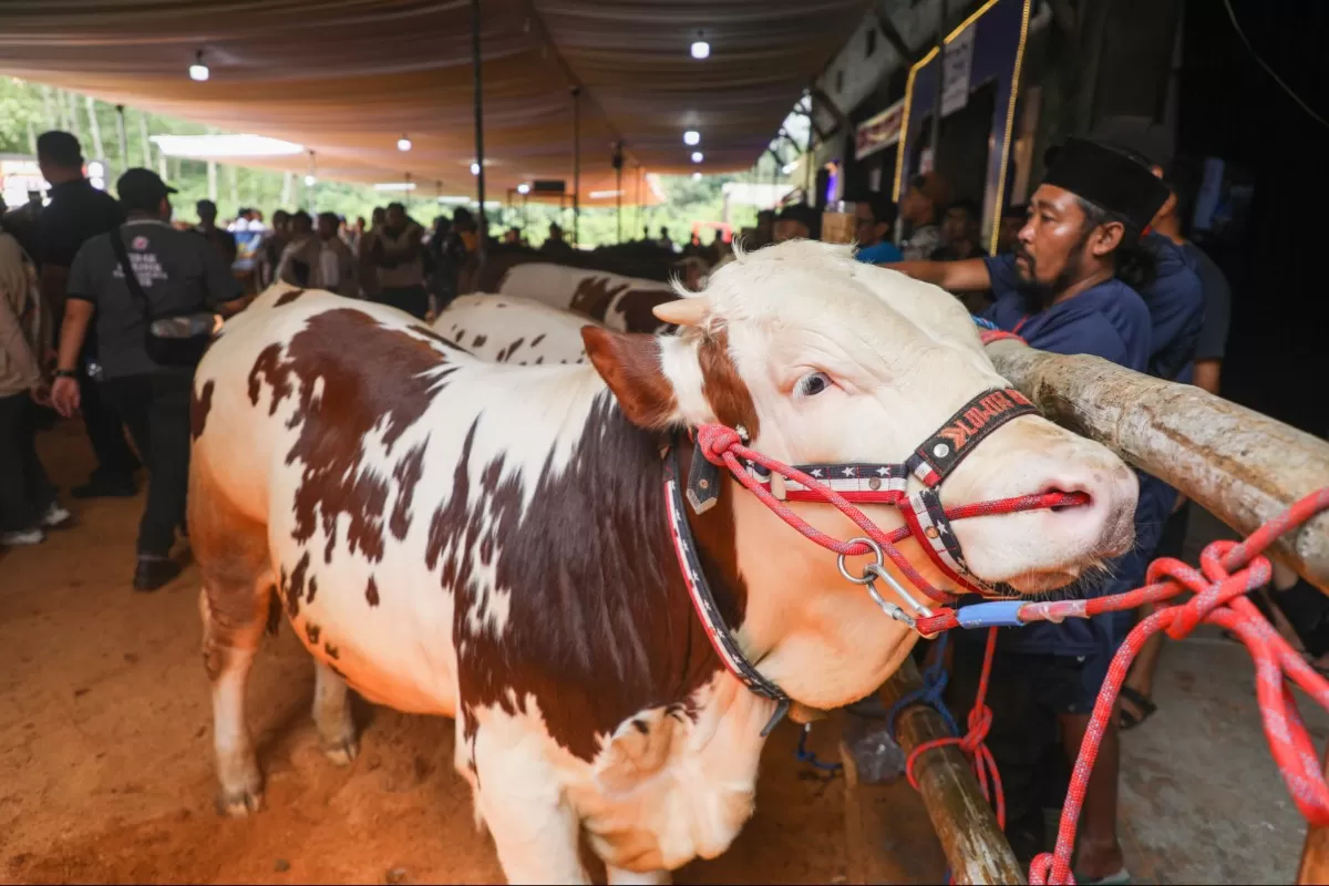 Dongkrak Produksi Susu, Ahmad Luthfi Inginkan Kontes Sapi Perah ...