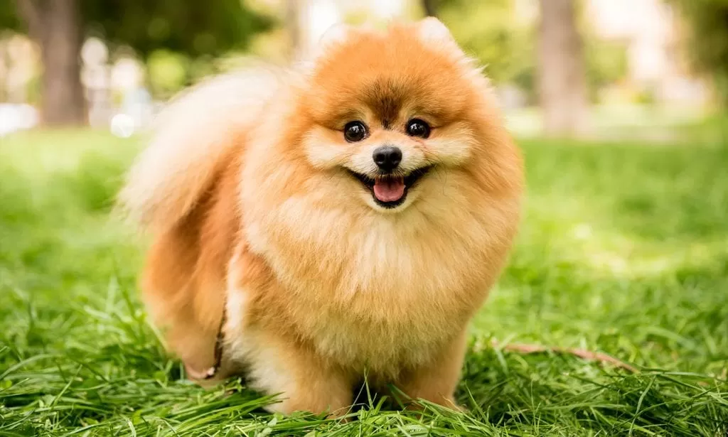 Bertubuh Mungil plus Berbulu Lebat, Anjing Pomeranian Pantas Dijadikan  Peliharaan lho! - Cari Aku - Halaman 2