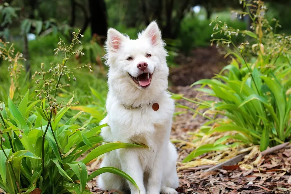 Inilah 2 Fakta Unik Mengenai Anjing Kintamani Asal Bali - Cari Aku