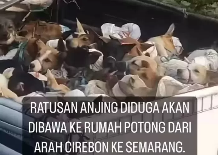 Semakin Sulit Terendus! Plat Nomor Truk Pengangkut Anjing Yang Diduga ...