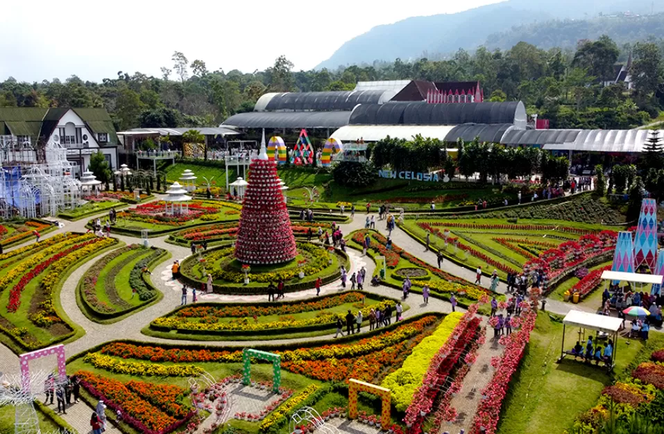 Wisata Semarang Celosia