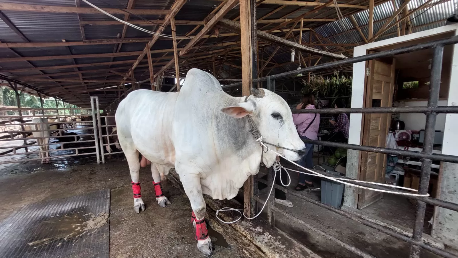 Sapi PO Kebumen dari Bang YT Farm yang dibeli Presiden Republik Indonesia, Joko Widodo.Teddy Akbari/Sumut Pos.