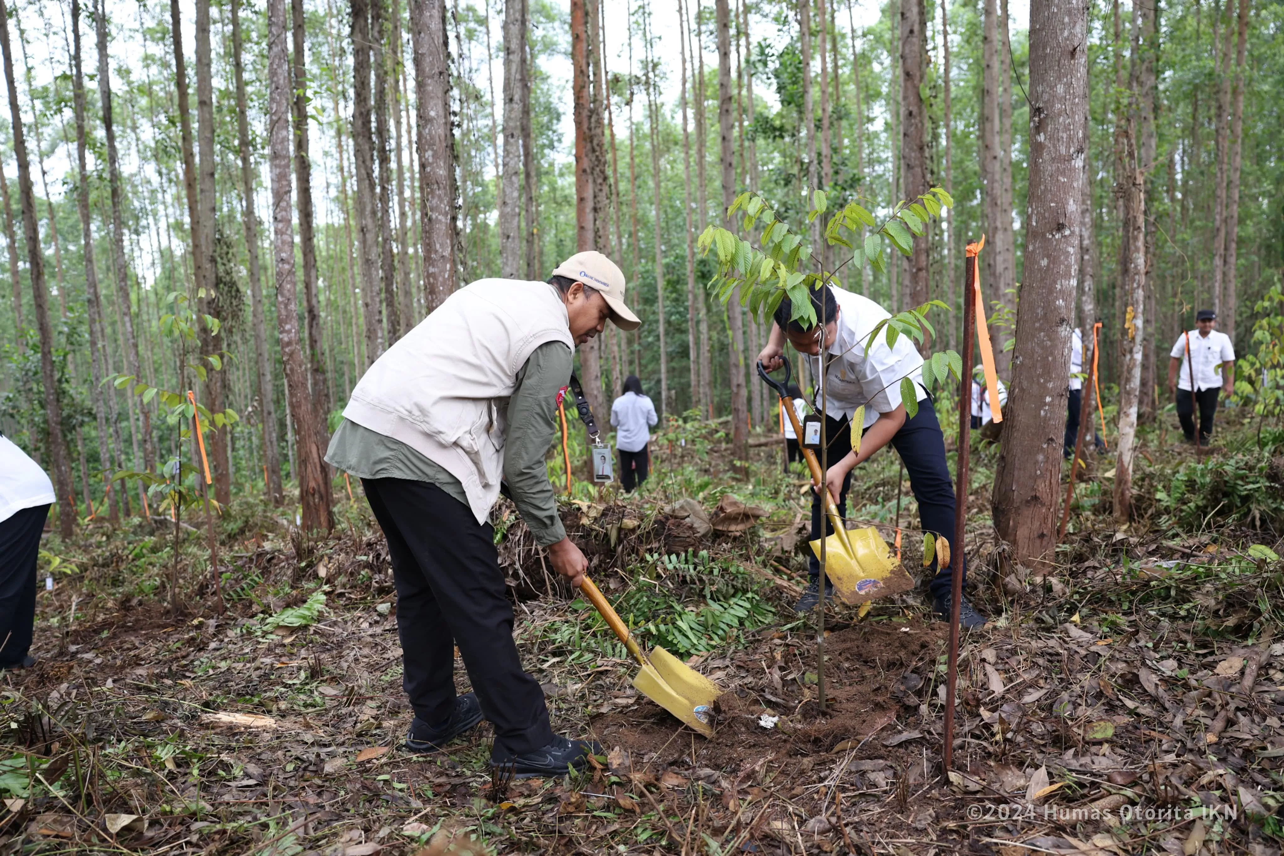Otorita Ibu Kota Nusantara (IKN) mengadakan kegiatan penanaman pohon di Kawasan Inti Pusat Pemerintahan (KIPP) IKN