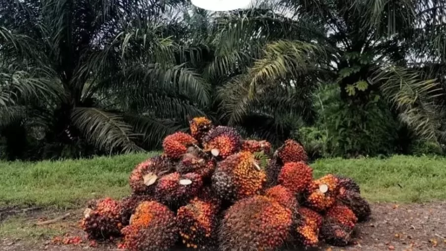 Tandan Buah Segar (TBS) sawit hasil panen petani di Kalimantan Timur