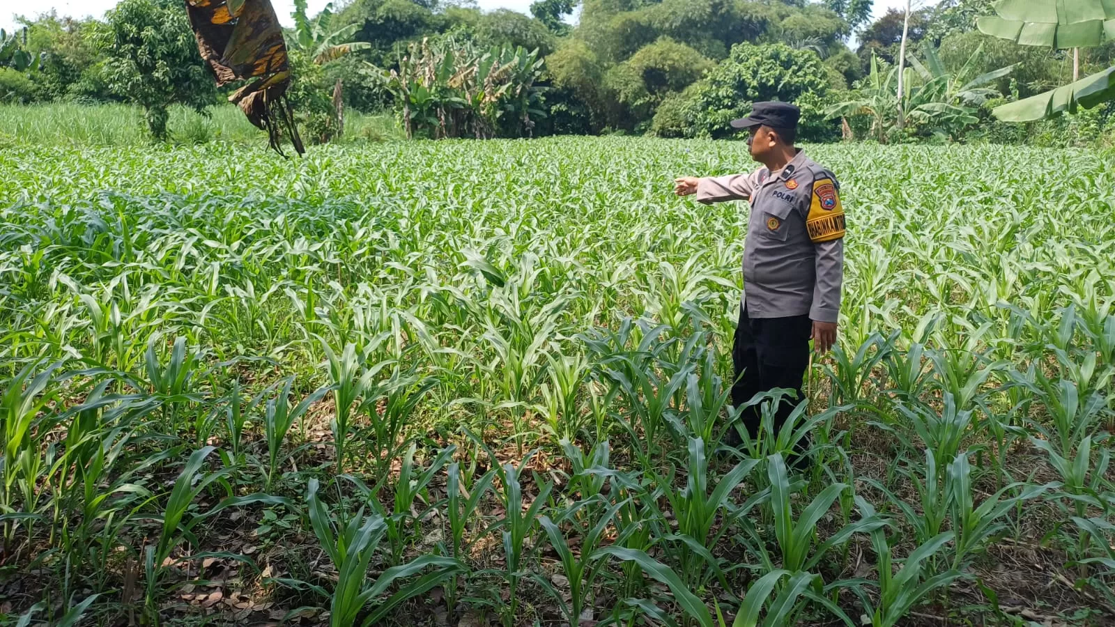 Anggota Polsek Kota Lumajang Sambangi Lahan Jagung Warga untuk jaga ketahanan pangan. (Polsek Kota/jawaheadline)