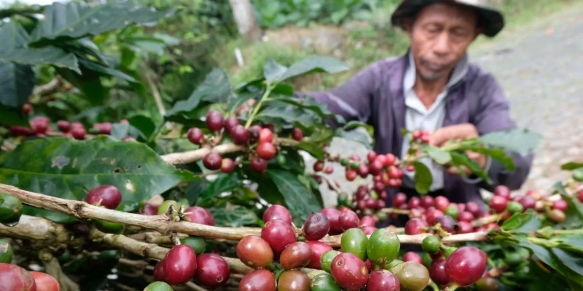 Prospek Pasar Menjanjikan, Temanggung Dorong Pengembangan Kopi Arabika (jatengprov.go.id)