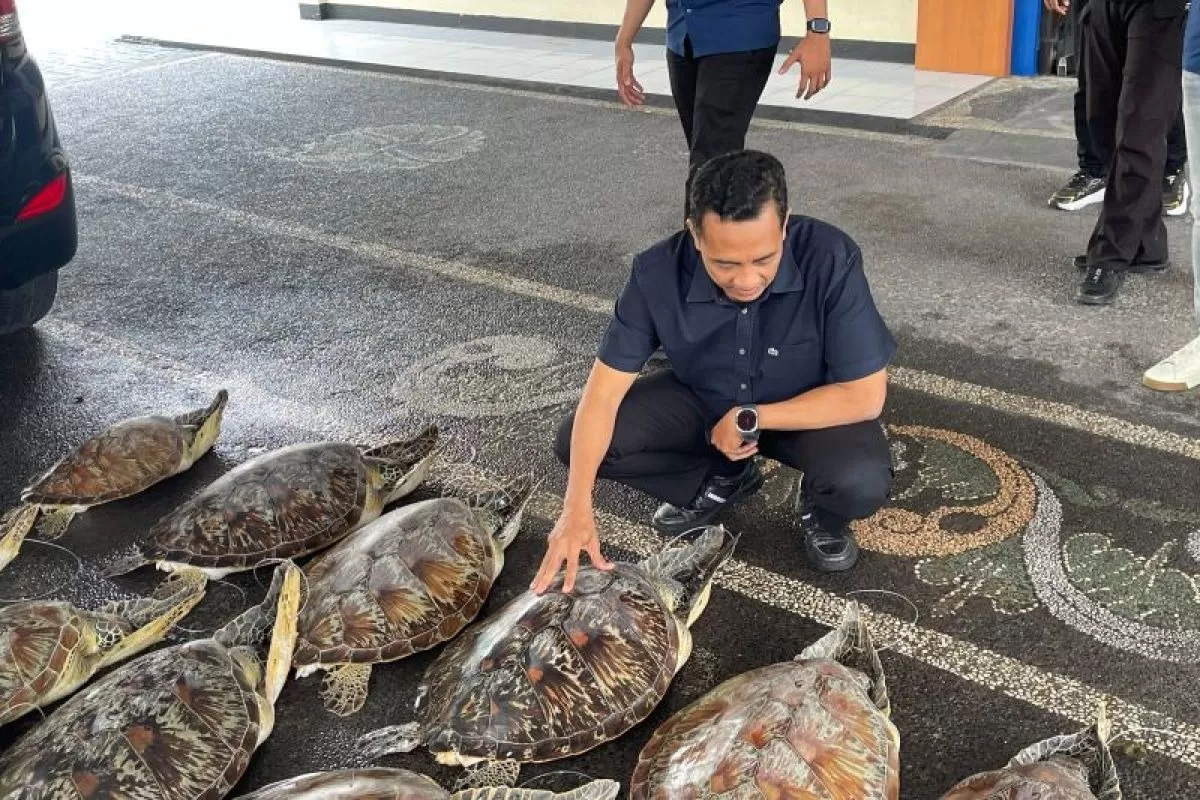 Polda Bali Gagalkan Perdagangan 21 Penyu Hijau di Buleleng, Satu Pelaku Ditangkap. (Kliksolonews/dok Tribratanews)