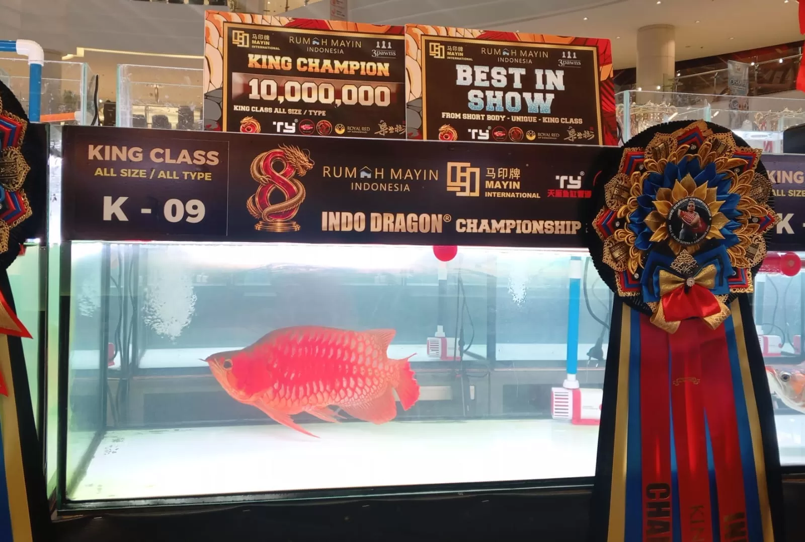 Potret salah satu ikan Arwana Super Red pada indodragon Championship ke-8, di Mall Alam Sutra Tangerang. (educeria.com/Nur Agnatul Hasanah)