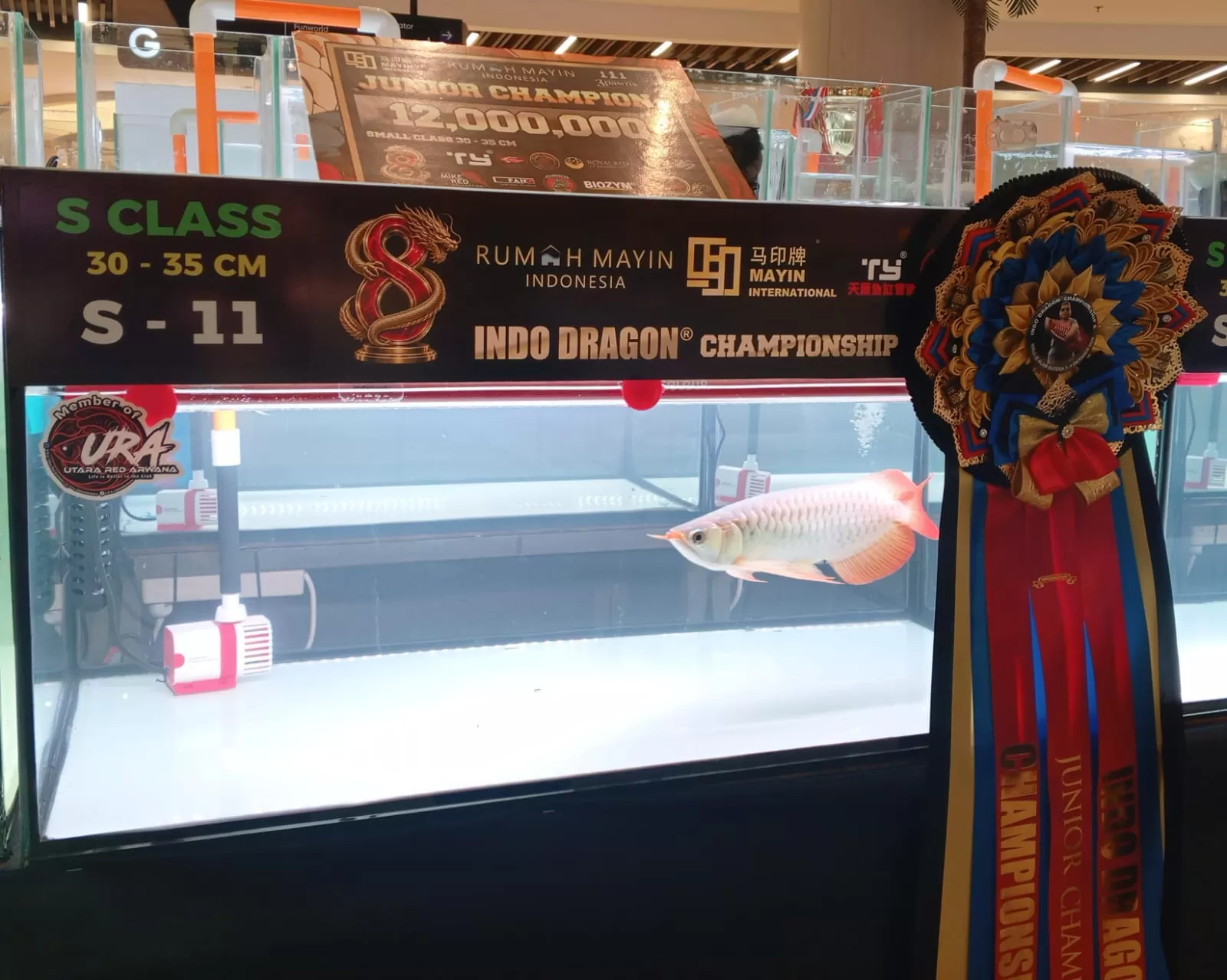 Potret salah satu ikan Arwana Super Red pada indodragon Championship ke-8, di Mall Alam Sutra Tangerang. (educeria.com/ Nur Agnatul Hasanah)