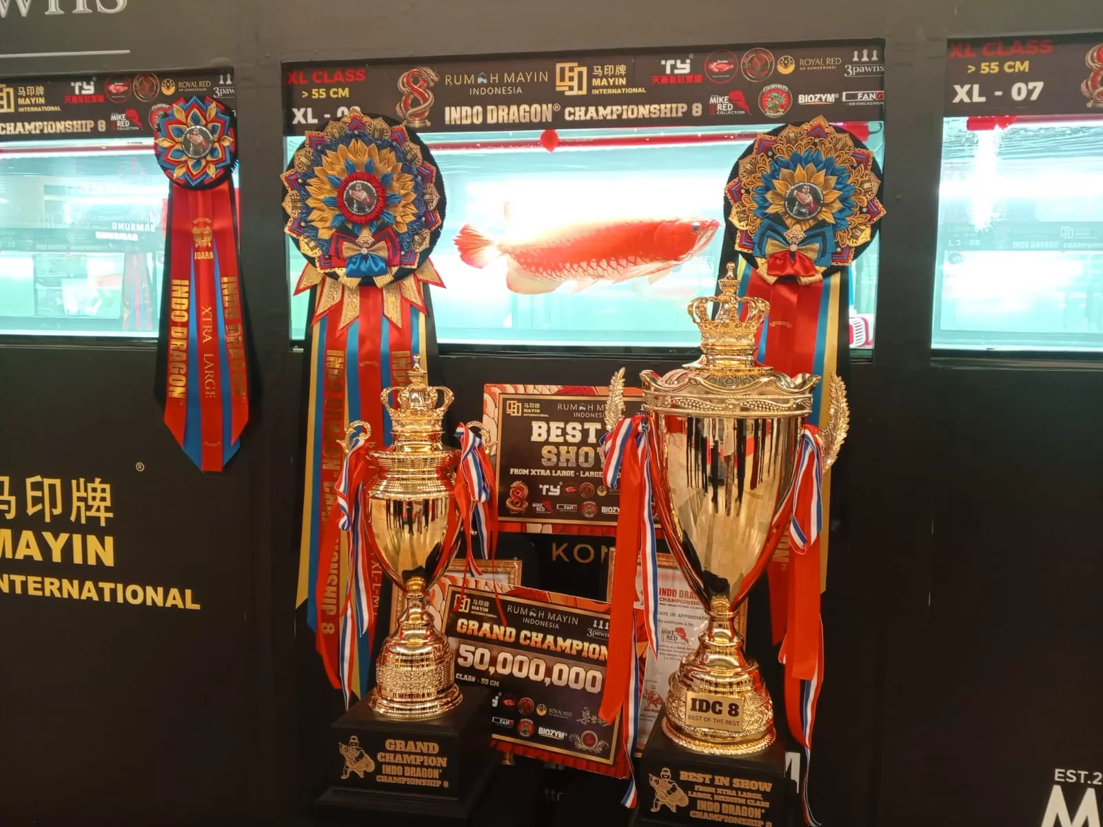 Potret salah satu ikan yang menjadi pemenang Best In Show Arwana Super Red pada indodragon Championship ke-8, di Mall Alam Sutra Tangerang. (educeria.com/Nur Agnatul Hasanah)