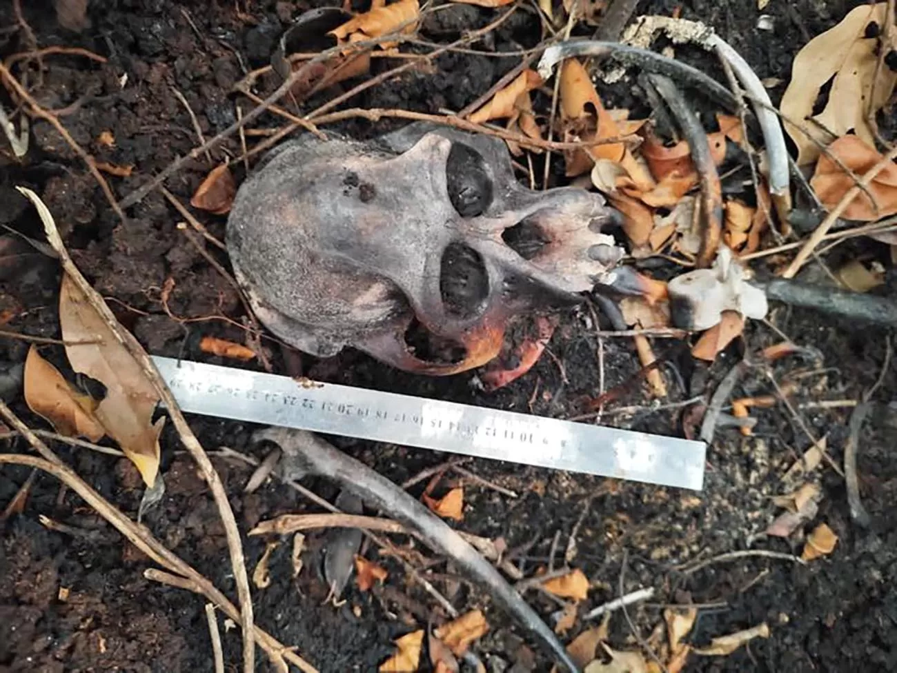 Tim gabung mengevakuasi temuan diduga tengkoran Orangutan di di dalam areal High Conservation Value (HCV) perkebunan kelapa sawit milik PT. KAL di Kabupaten Ketapang, Provinsi Kalimantan Barat. Foto dok Kemenhut.