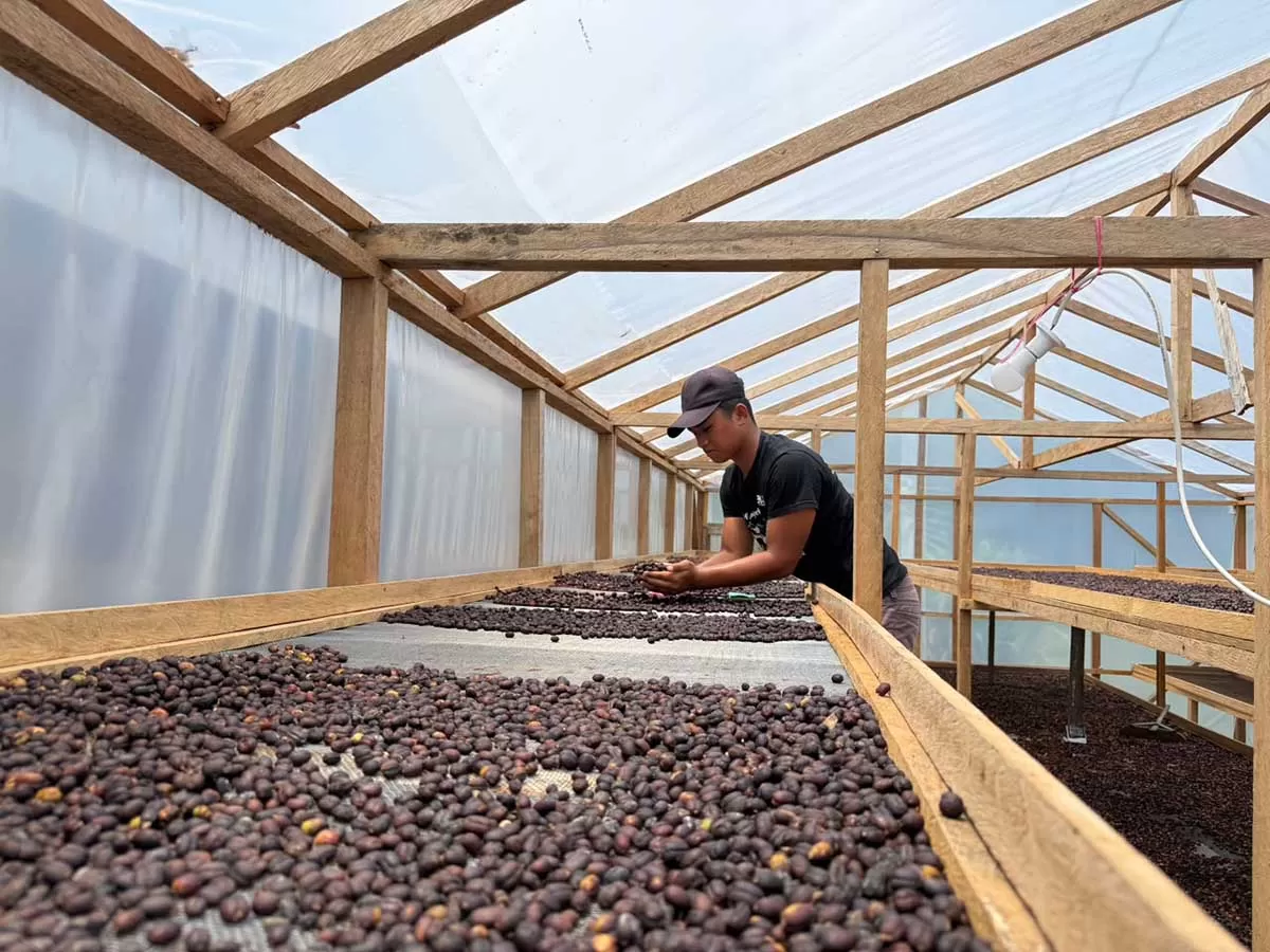 Petani menata biji kopi saat proses  pengeringan   di Desa Agusen, Kecamatan Blangkejeren, Kabupaten Gayo Lues, Aceh, MInggu (11/10/2026). Foto Dok Satgas PRR.