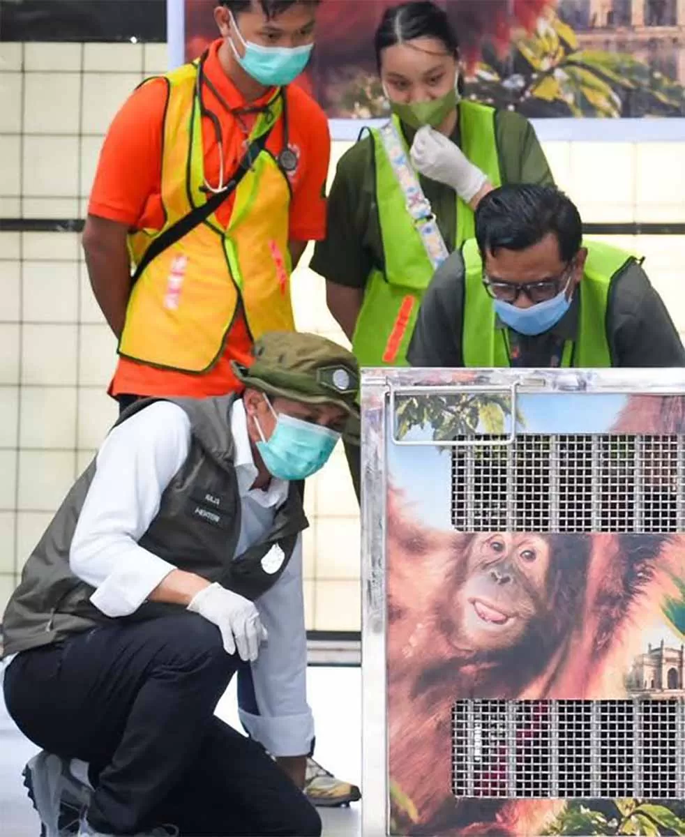 Petugas mengamati  satu individu Orangutan Sumatera (Pongo abelii) korban perdagangan ilegal satwa liar lintas negara setelah berhasil dipulangkan dari India ke Indonesia.  Foto Dok  Biro Hubungan Masyarakat dan Kerja Sama Luar Negeri  Kemenhut.