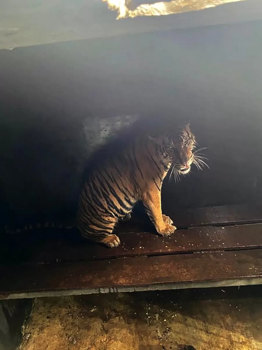 Satu individu Hari Sumateara diamankan petugas setelah terjadi interaksi negatid dengan manusia di salah Satu BPPH di Landskap Semenanjung Kampar tepatnya di Kabupaten Pelalawan provinsi Riau. Foto Dok Kemenhut.