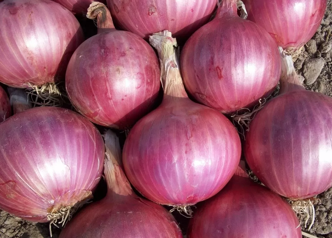 Ilustrasi bawang merah (Pixabay)