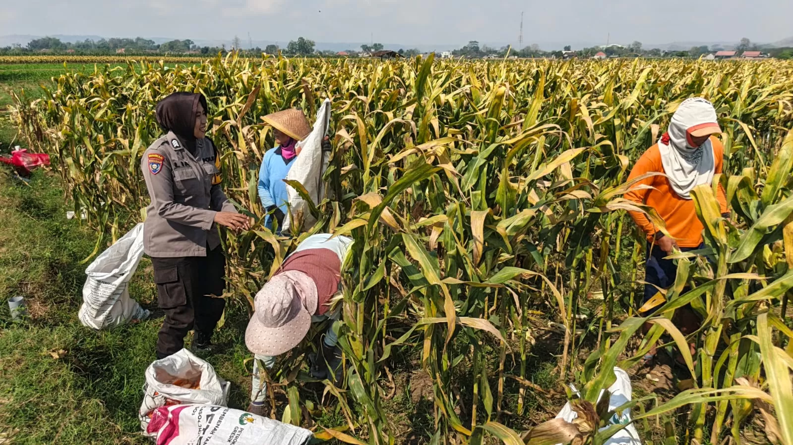 Bhabinkamtibmas Polsek Lodoyo Timur Polres Blitar melaksanakan kegiatan sambang kepada petani jagung, Selasa (13/10/2026).